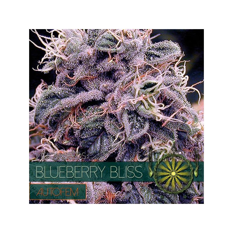 Auto Blueberry Bliss