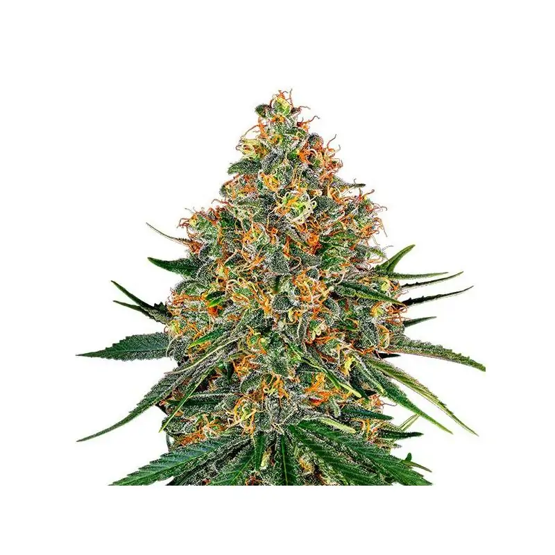 White Cheese