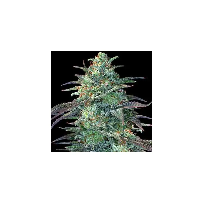Eggnog Og