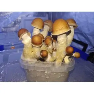 Grow Kit Penis Envy