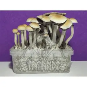 Grow Kit Blue Meanie