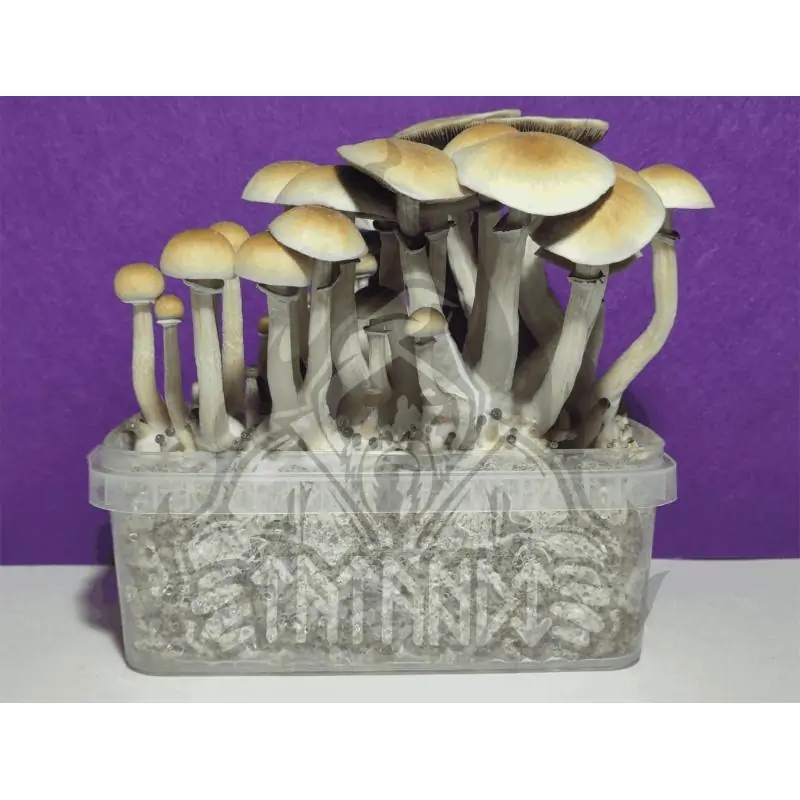 Grow Kit Blue Meanie