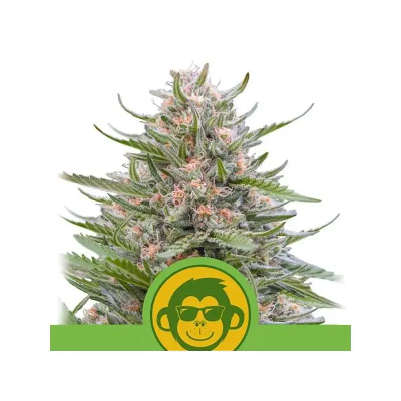 Auto Grape Ape