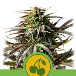 Auto Cherry Pie