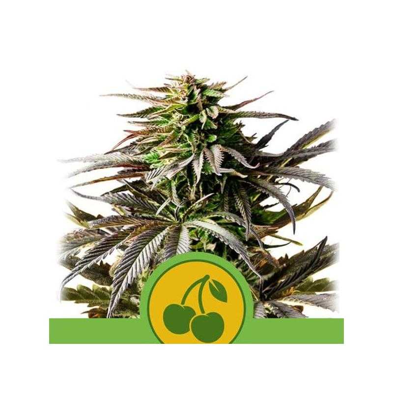 Auto Cherry Pie Auto Cherry Pie