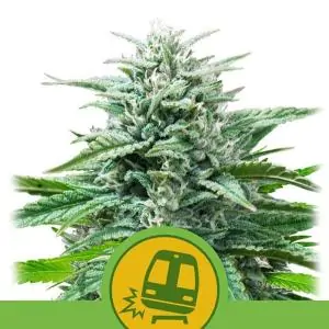 Auto Trainwreck