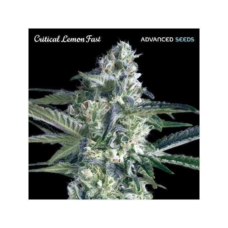 Critical Lemon Fast