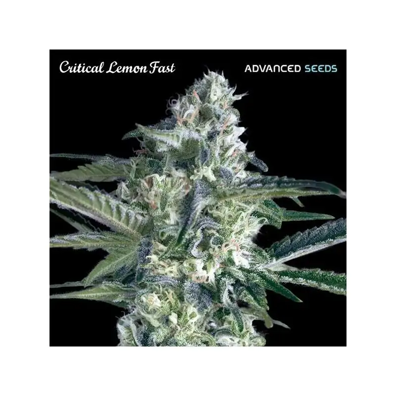 Critical Lemon Fast