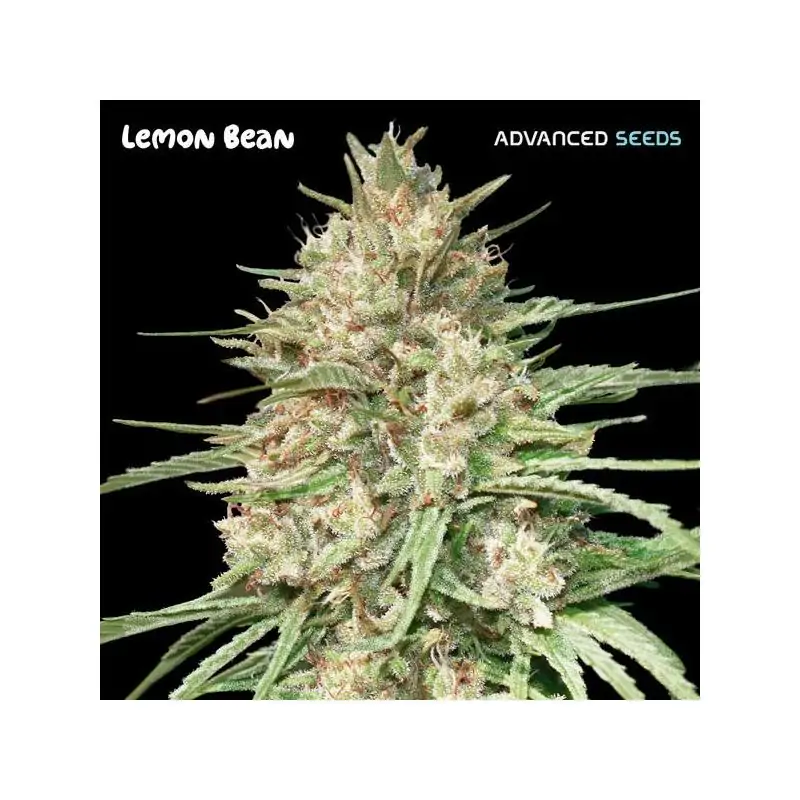 Lemon Bean