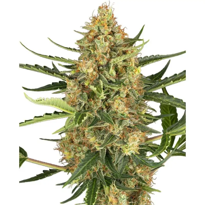 Auto Blueberry Bubblegum