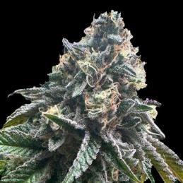 Auto Strawbilbo Banana