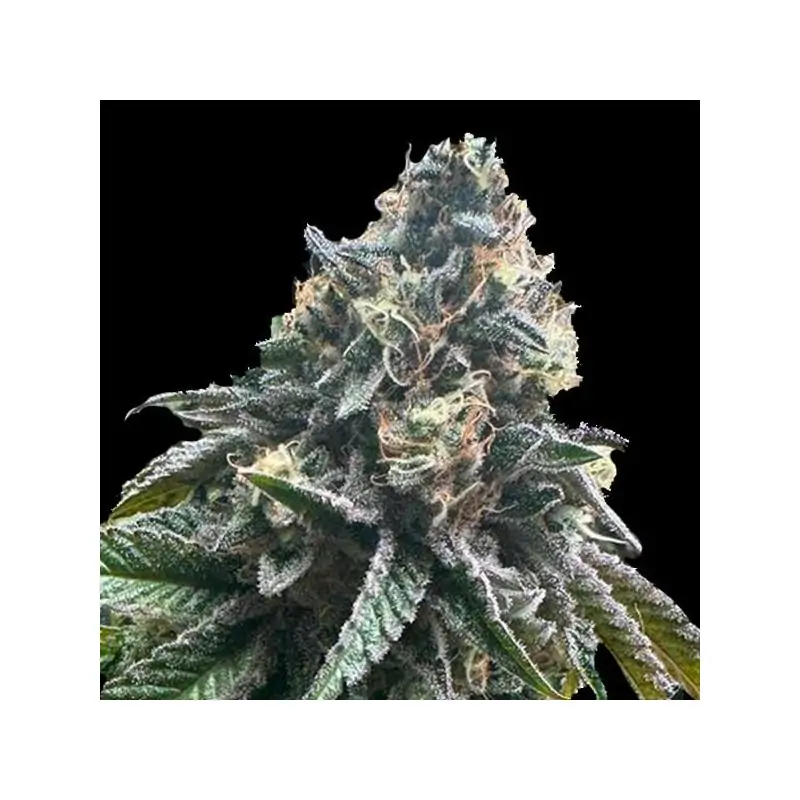 Auto Strawbilbo Banana