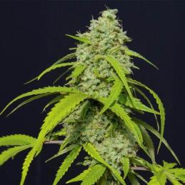 Auto Orange Kush