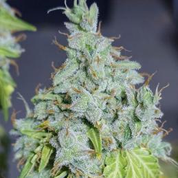 Auto Magic Tree
