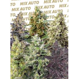 Coleccion Auto Sweet Mix 10 u