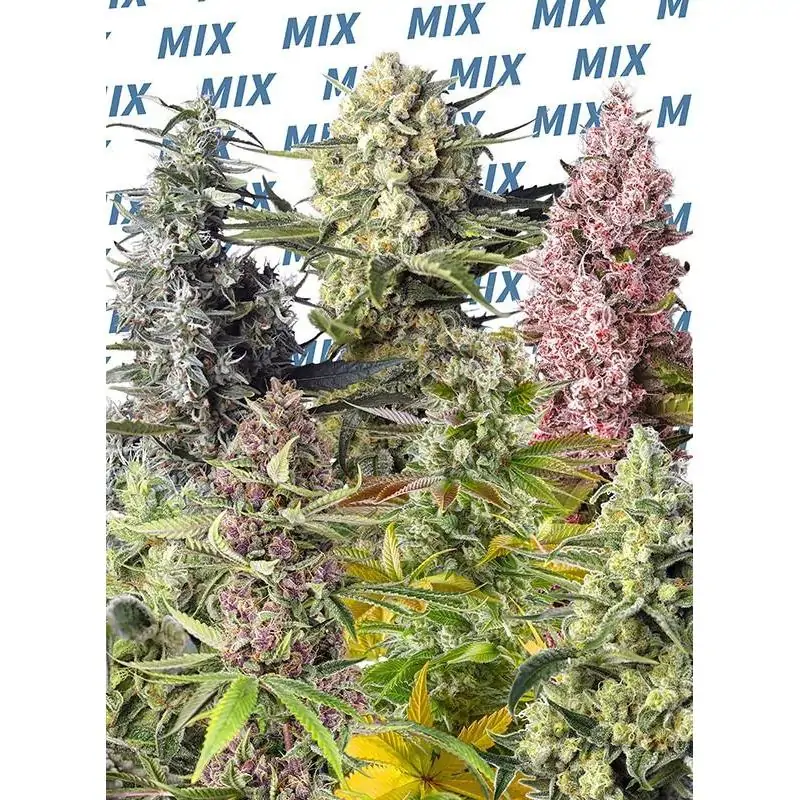 Coleccion Sweet Mix 10 u