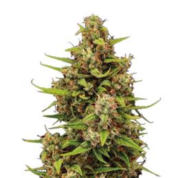 Auto Tropical Zmoothie