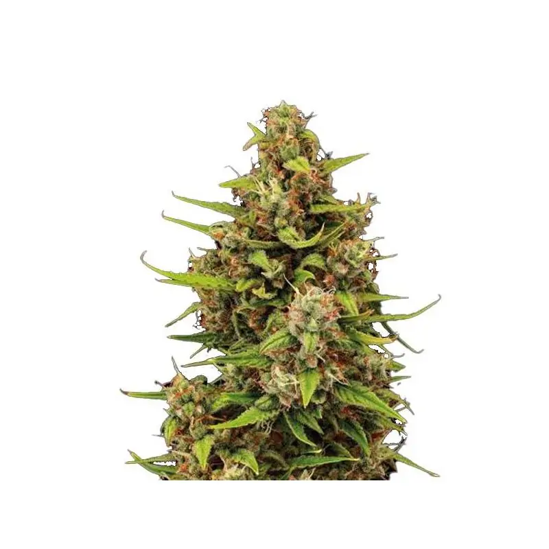 Auto Tropical Zmoothie