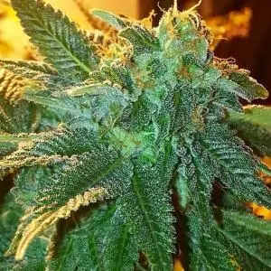 Alien OG 6 u. Fem