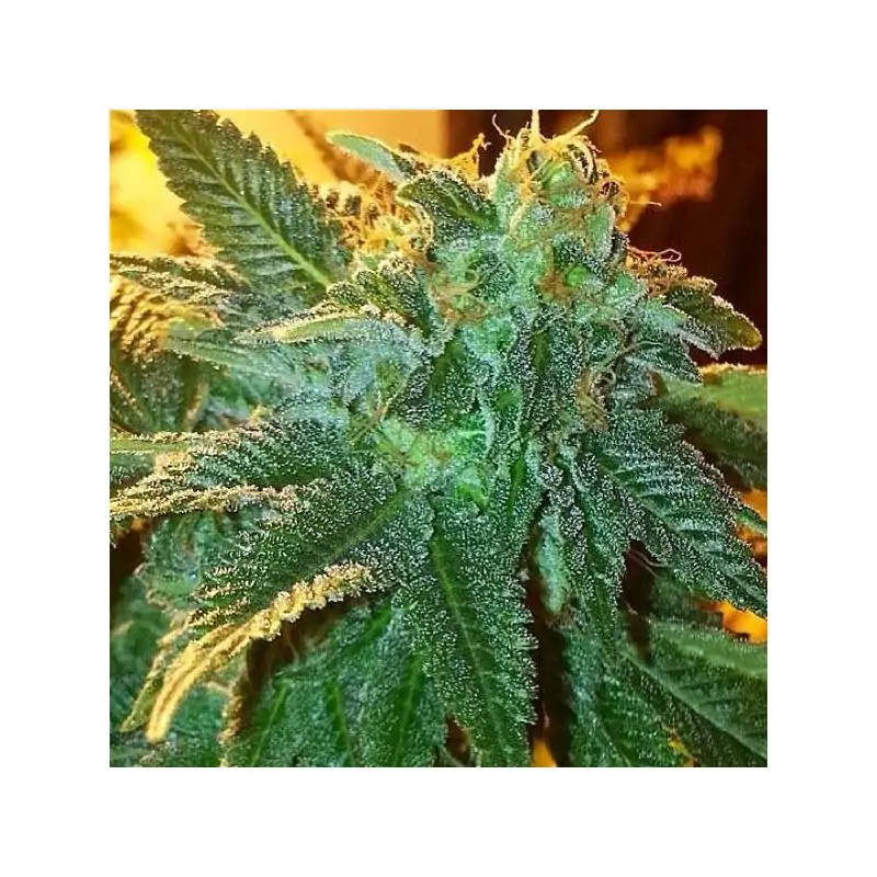 Alien OG 6 u. Fem