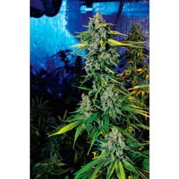Blue Dream Haze 6 u. fem