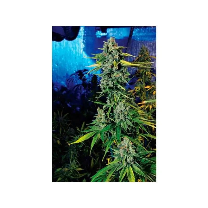 Blue Dream Haze 6 u. fem