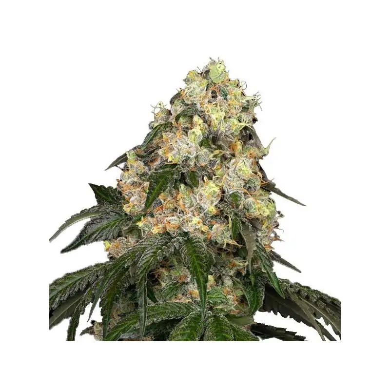 White Biscotti OG XXL