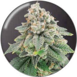 Blue Hell CBD