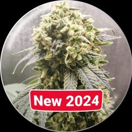 Superfruit CBD