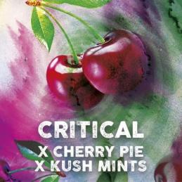 Critical Cherry