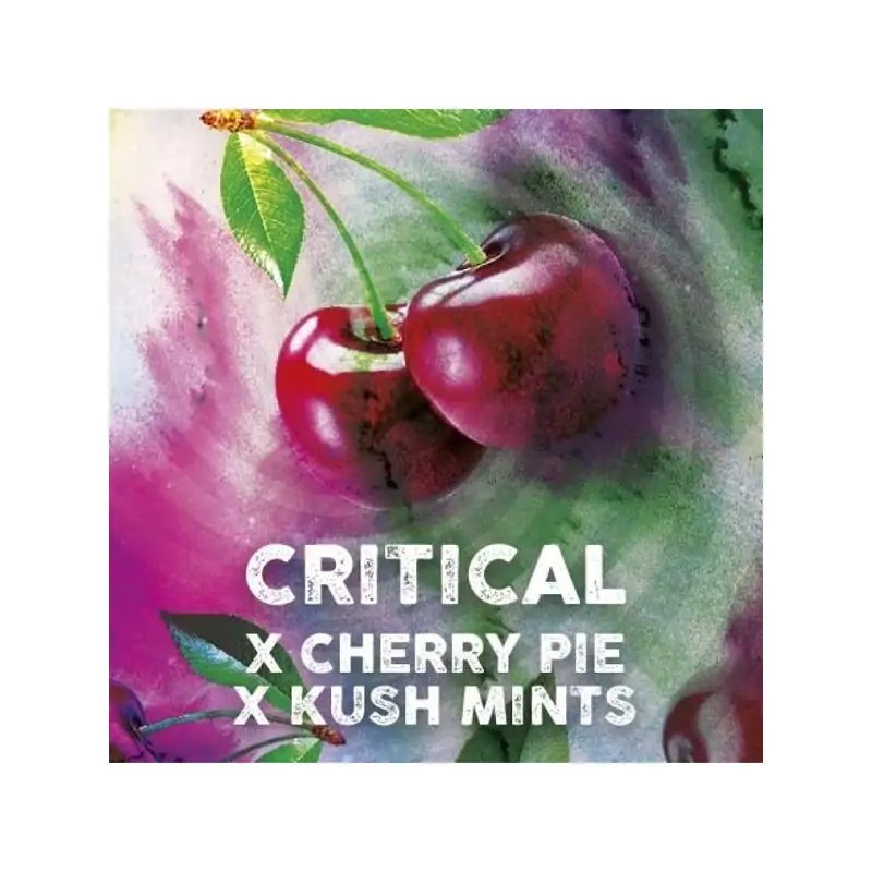 Critical Cherry