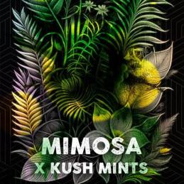 Mimosa Mints