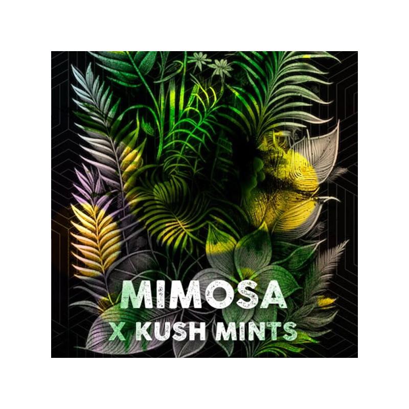 Mimosa Mints