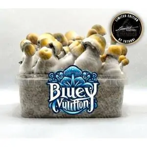 Grow kit Bluey Vuitton