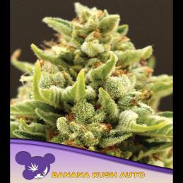 Auto Banana Kush