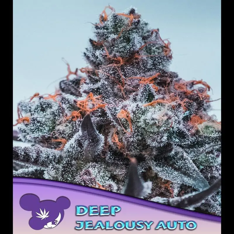 Auto Deep Jealousy