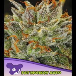 Auto FAT Monkey