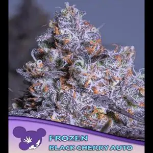 Auto Frozen Black Cherry