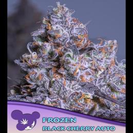 Auto Frozen Black Cherry