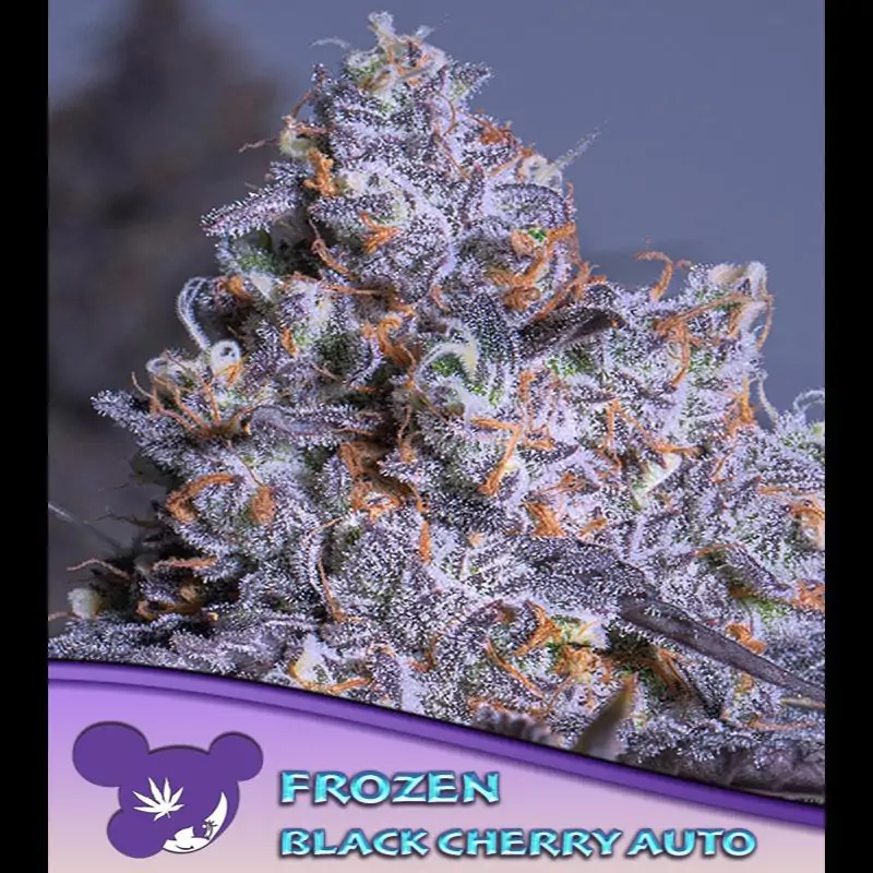 Auto Frozen Black Cherry