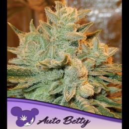Auto Betty 3 u. fem Anesia