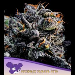 Auto Blueberry Banana