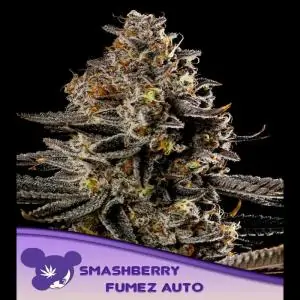 Auto Smashberry Fumez