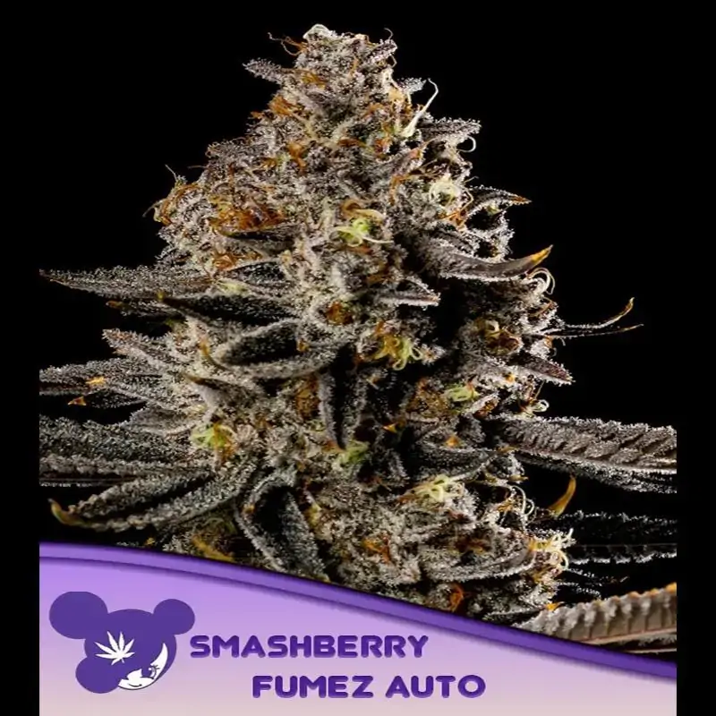 Auto Smashberry Fumez