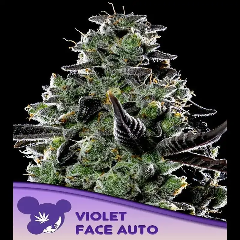 Auto Violet Face