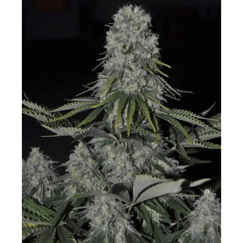 KRITIKAL BILBO AUTO GENEHTIK