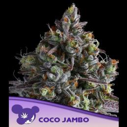 Coco Jambo