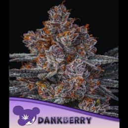 Dankberry