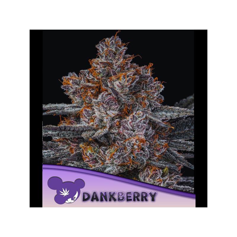 Dankberry