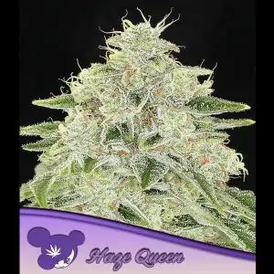 Haze Queen